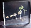 Bean Germination, Mounted Specimen