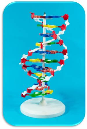 DNA Model