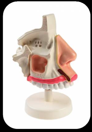 Model nasopharynx