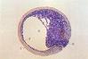 Prepared Microscope Slides